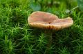 Champignon en sous bois 2
